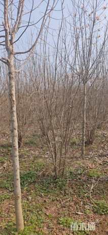 高度300厘米丛生花石榴