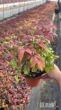 高度20厘米火焰南天竹