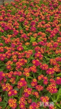 冠幅20厘米五色梅