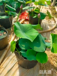 高度90厘米荷花