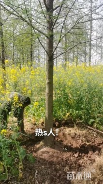 16公分中山杉