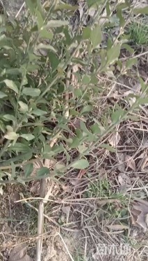 冠幅40厘米卫矛球