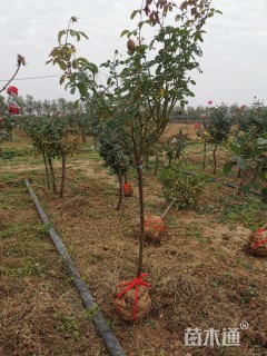 3公分树状月季