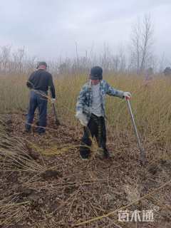 高度60厘米连翘