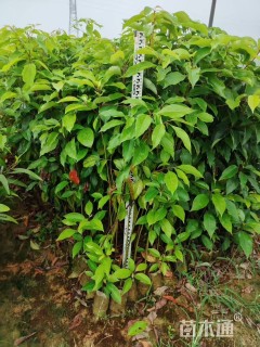 0.5公分香樟