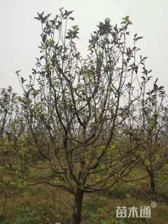 15公分八棱海棠