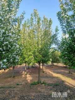 10公分垂丝海棠