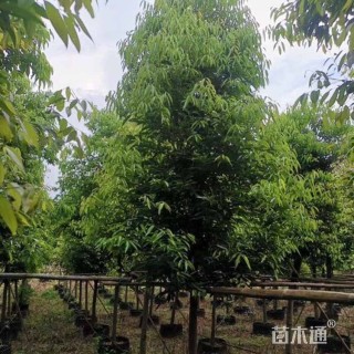 9公分天竺桂