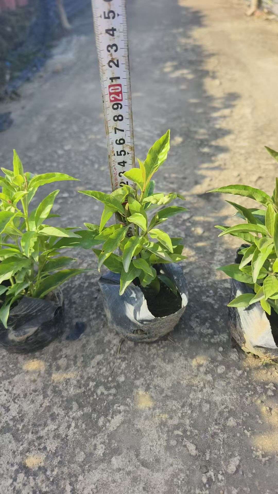高度30厘米紫云杜鹃
