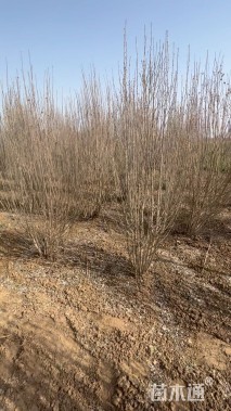 高度280厘米丛生木槿