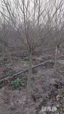 8公分红叶碧桃