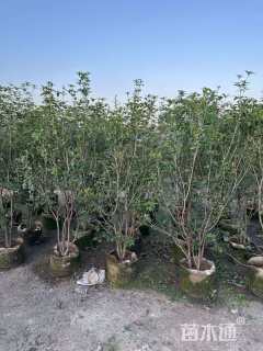 高度150厘米丛生桂花