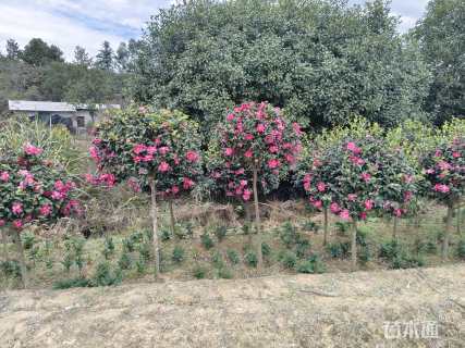 高度200厘米茶梅