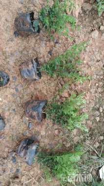 高度30厘米小叶女贞小苗