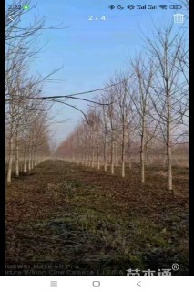 18公分美国红枫-秋火焰