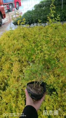 高度60厘米金冠小叶女贞