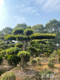 移栽苗造型罗汉松