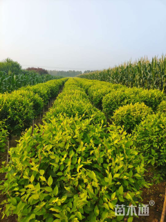 冠幅80厘米金叶榆球