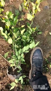 高度25厘米金森女贞小苗