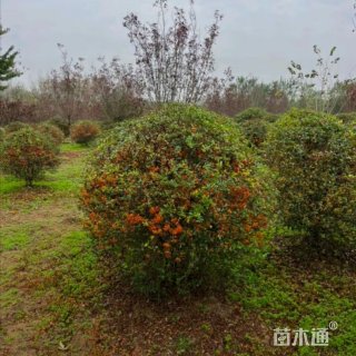 高度80厘米小丑火棘球