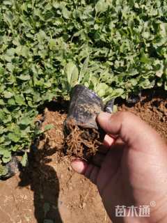 高度10厘米大滨菊