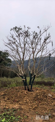 30公分红果冬青