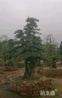 50公分造型金弹子