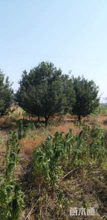 15公分八棱海棠