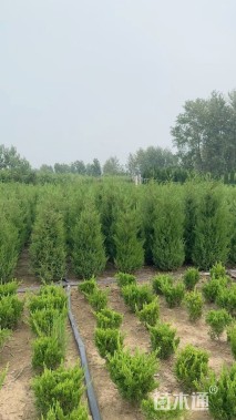 高度180厘米塔柏
