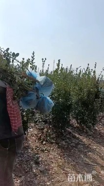 高度250厘米北海道黄杨