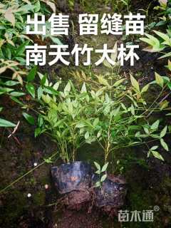 高度20厘米南天竹