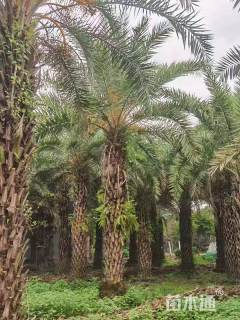 裸干高400厘米中东海枣