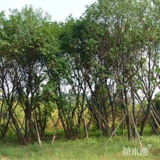 10公分蒙古栎