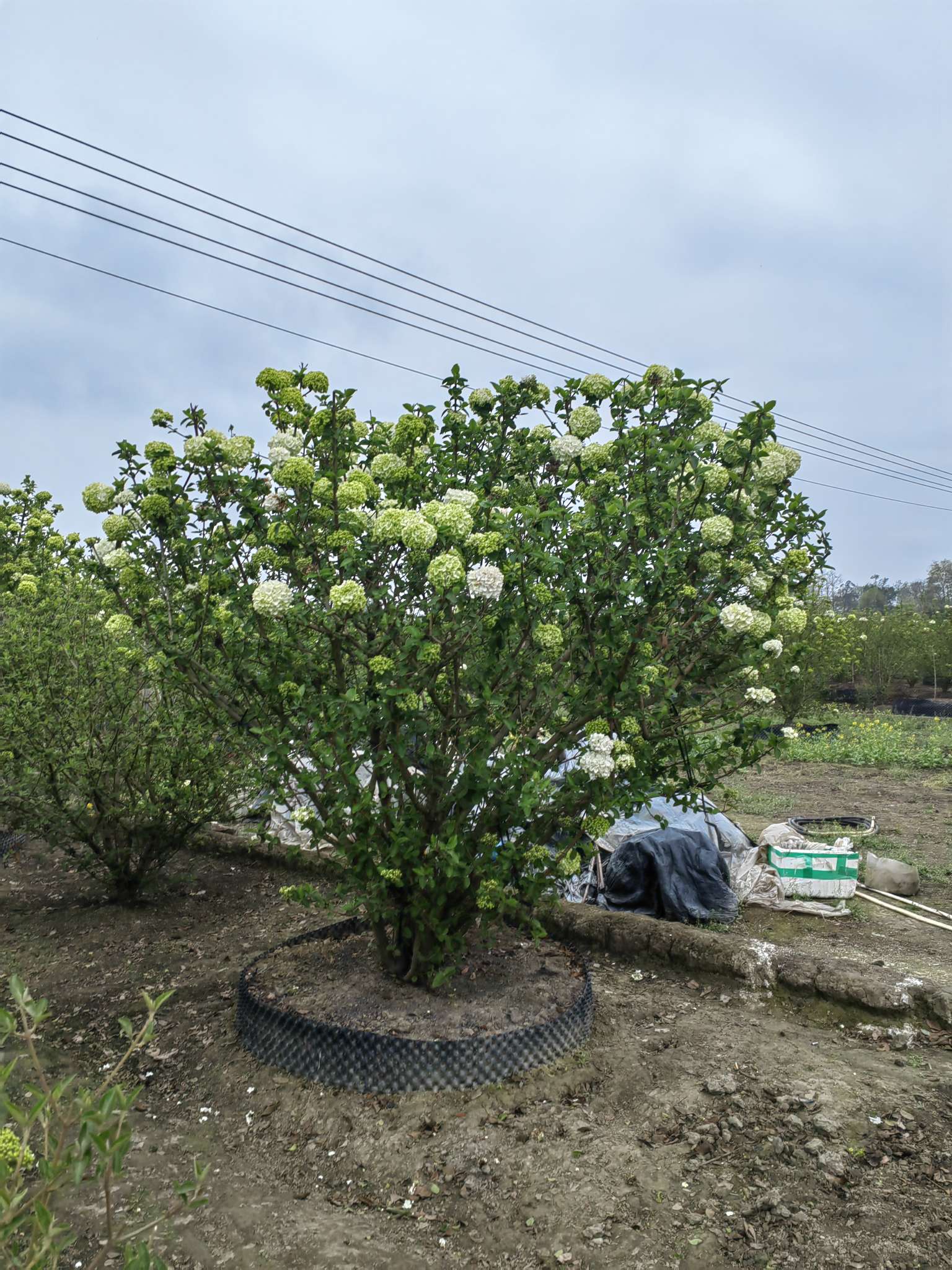 高度300厘米中华木绣球
