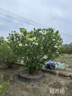 高度300厘米中华木绣球