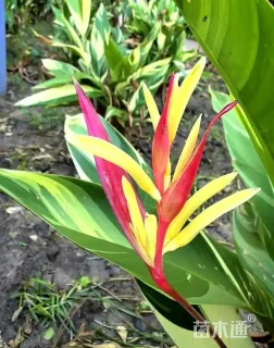 高度50厘米彩虹鸟蕉