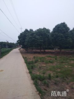 20公分桂花