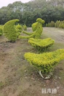 3公分女贞
