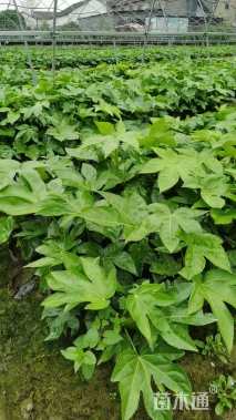 高度30厘米八角金盘