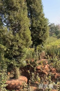 高度600厘米塔柏