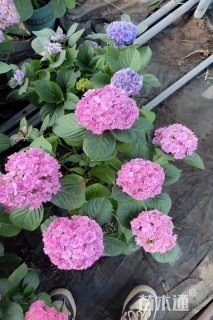 高度50厘米八仙花