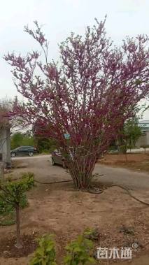 高度400厘米丛生紫荆