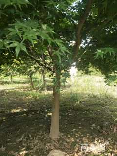 10公分日本红枫