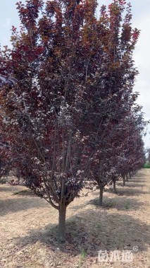 20公分紫叶李