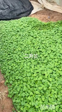 高度20厘米二月兰