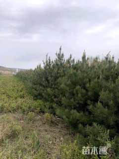 高度1.5厘米油松