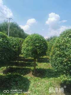 高度300厘米五角枫球