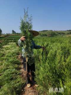 高度100厘米侧柏