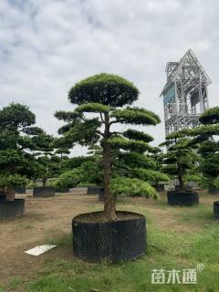 原生苗造型罗汉松