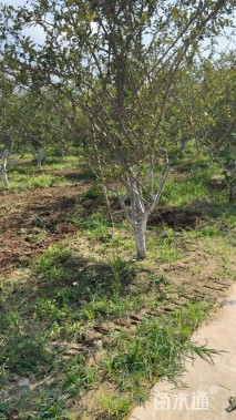 10公分垂丝海棠